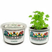 Cilantro Grow Kit