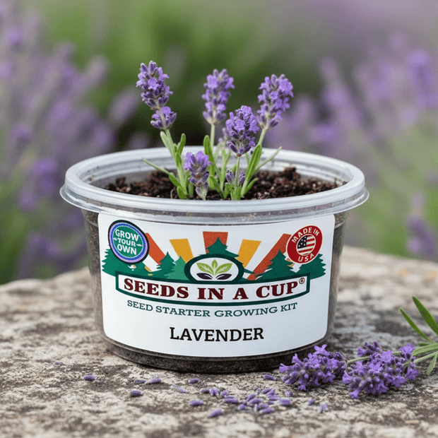 Lavender Grow Kit