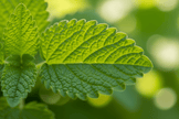 Lemon Balm Grow Kit