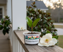 Southern Magnolia Tree Grow Kit